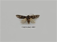 藏品(夜蛾810)的圖片